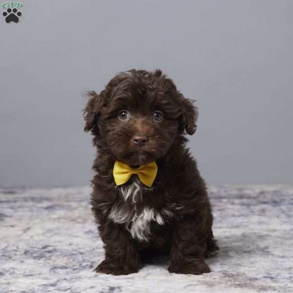 Rubio, Havapoo Puppy